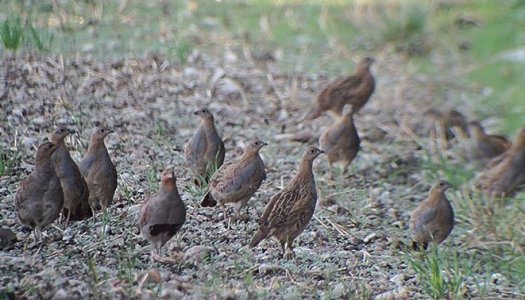 Rebhühner Oktober 2021 (2).jpg