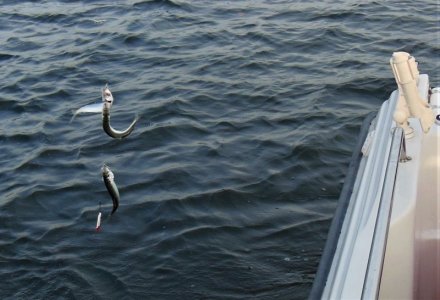 DSCN9252-F.jpg DSCN9252-F.jpg