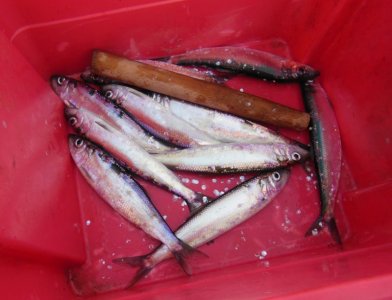 DSCN9255-F.jpg DSCN9255-F.jpg