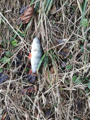 IMG-20211219-WA0004.jpg IMG-20211219-WA0004.jpg