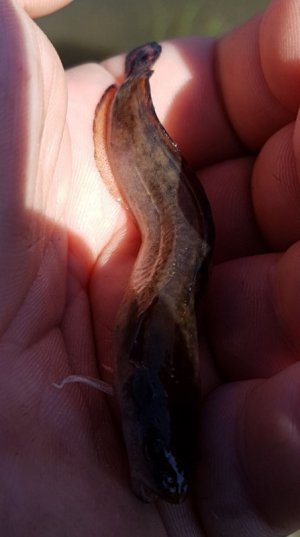 Screenshot_20211228-124216_Gallery.jpg Screenshot_20211228-124216_Gallery.jpg