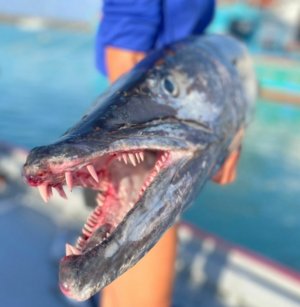 Screenshot_20211231-152006_WhatsApp.jpg Screenshot_20211231-152006_WhatsApp.jpg