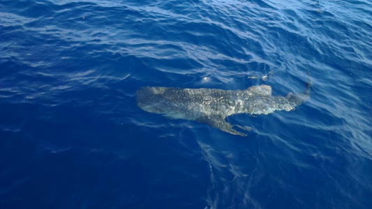 059_Walhai.png 059_Walhai.png