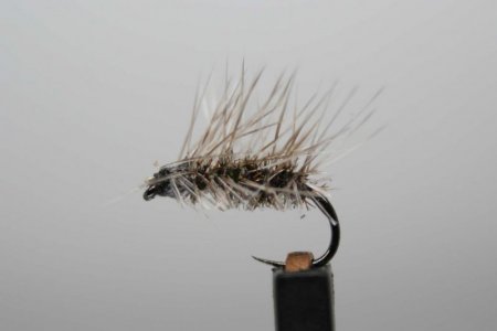 IMG_8414 Griffith Gnat Gr 18 getrimmt.jpg IMG_8414 Griffith Gnat Gr 18 getrimmt.jpg