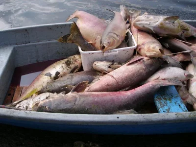 MD86123 2010-03-23 11_33_37.webp