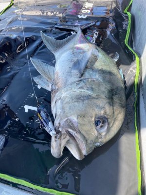 10FF61A8-7911-425A-ADE0-3C0EF38C0166.jpeg 10FF61A8-7911-425A-ADE0-3C0EF38C0166.jpeg