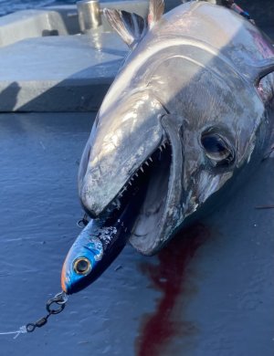 7AC466AF-A40A-4429-B860-155C2A456095.jpeg 7AC466AF-A40A-4429-B860-155C2A456095.jpeg