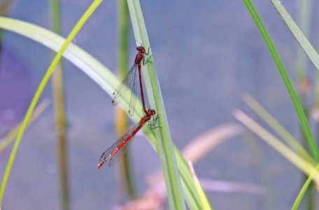 Frühe Adonislibelle Kopie.jpg