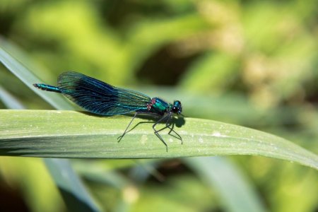 Gebänderte Prachtlibelle.jpg