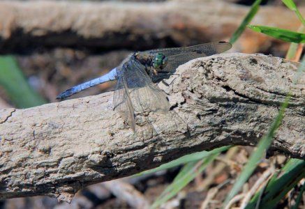 Großer Blaupfeil Kopie.jpg