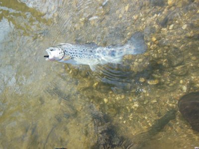 DSCN9778.JPG DSCN9778.JPG