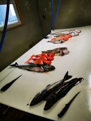 IMG_20200806_200402.jpg IMG_20200806_200402.jpg