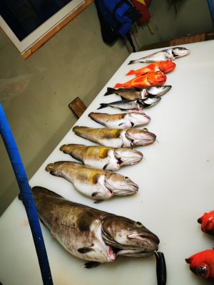 IMG_20200805_223628.jpg IMG_20200805_223628.jpg