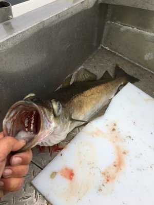 Pollack 2019.jpg Pollack 2019.jpg