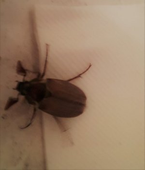 Maikäfer im April 20220413_221453 (3).jpg Maikäfer im April 20220413_221453 (3).jpg