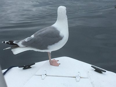 Möwe rück klein.jpg Möwe rück klein.jpg