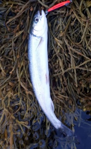 IMG-20180616-WA0000.jpg IMG-20180616-WA0000.jpg