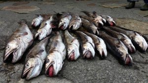 20150618_155116.jpg 20150618_155116.jpg