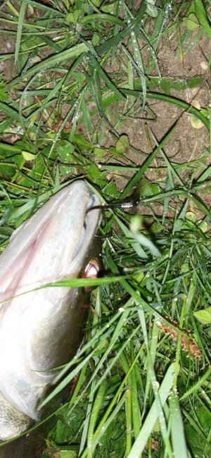 20220512_231900.jpg 20220512_231900.jpg