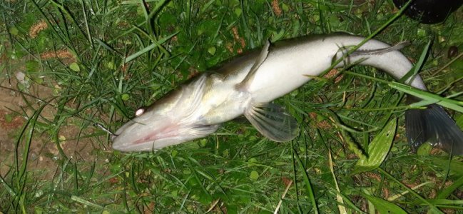 20220512_231909.jpg 20220512_231909.jpg