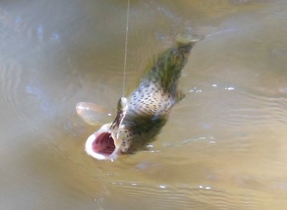 DSCN0439.JPG DSCN0439.JPG