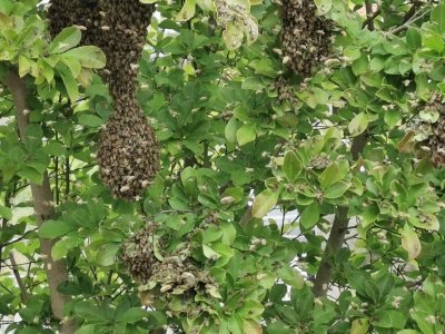 IMG-20220517-WA0000.jpg IMG-20220517-WA0000.jpg