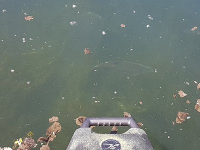 Wels Mai 22 (1).jpg Wels Mai 22 (1).jpg