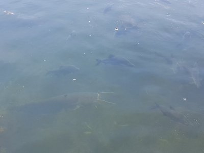 Wels Mai 22 (2).jpg Wels Mai 22 (2).jpg