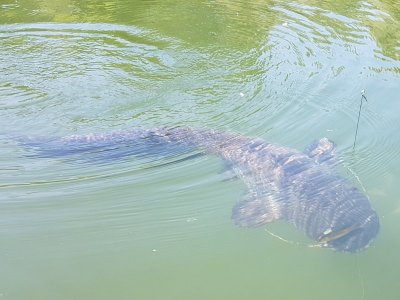 Wels Mai 22 (3).jpg Wels Mai 22 (3).jpg