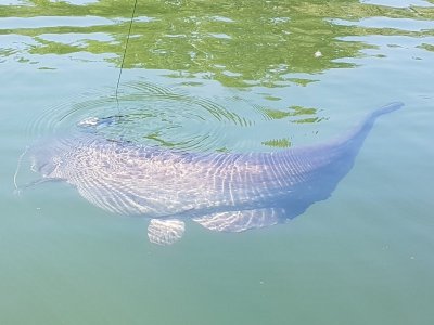 Wels Mai 22 (4).jpg Wels Mai 22 (4).jpg