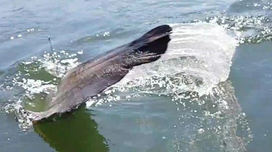 Wels Mai 22 (6).jpg Wels Mai 22 (6).jpg