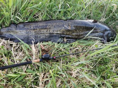 IMG-20220522-WA0006.jpg IMG-20220522-WA0006.jpg