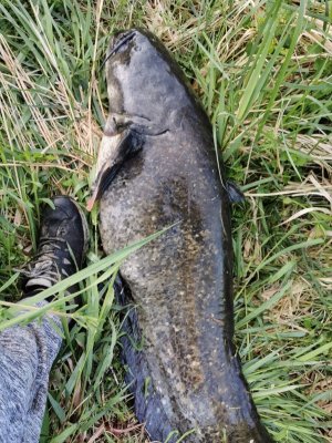 IMG-20220522-WA0004.jpg IMG-20220522-WA0004.jpg