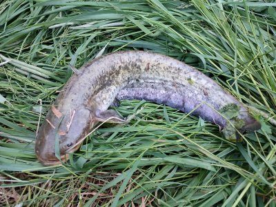 IMG_20220521_210322.jpg IMG_20220521_210322.jpg