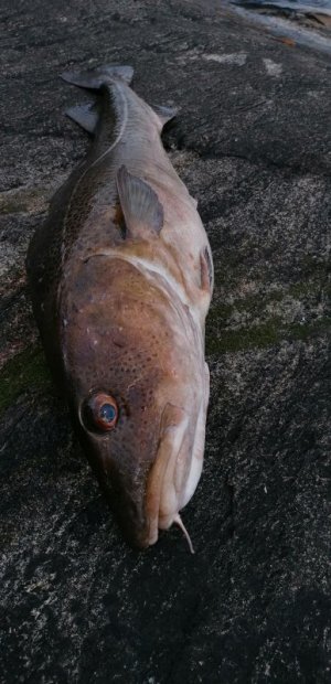 IMG_20220523_201033.jpg IMG_20220523_201033.jpg