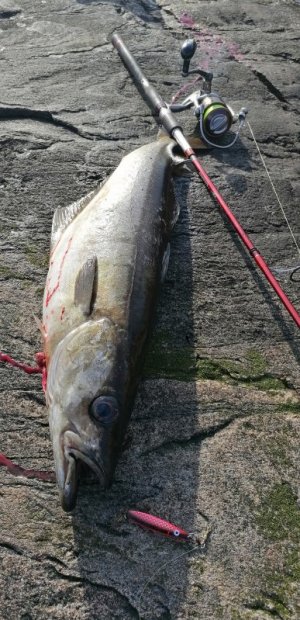 IMG_20220525_195828.jpg IMG_20220525_195828.jpg