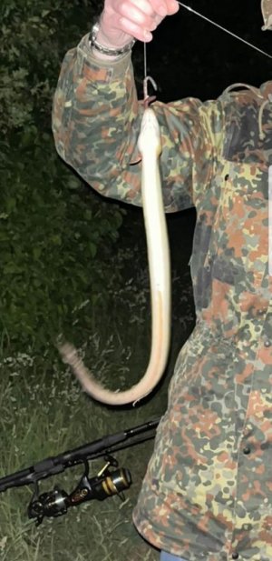 Screenshot_20220528-122337_Gallery.jpg Screenshot_20220528-122337_Gallery.jpg