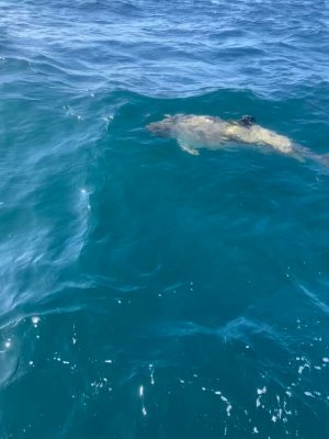 1653914487169.jpg 1653914487169.jpg