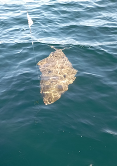 1654246928332.png 1654246928332.png