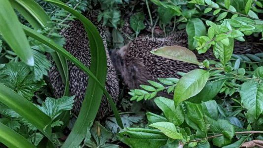 PXL_20220606_192944010.jpg PXL_20220606_192944010.jpg