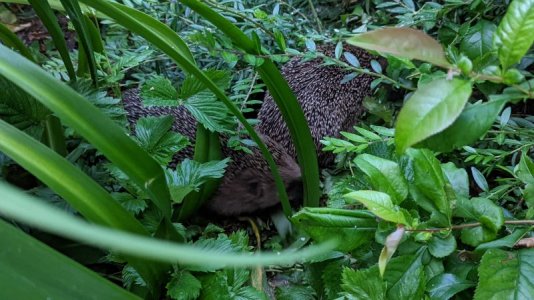 PXL_20220606_191425376.jpg PXL_20220606_191425376.jpg