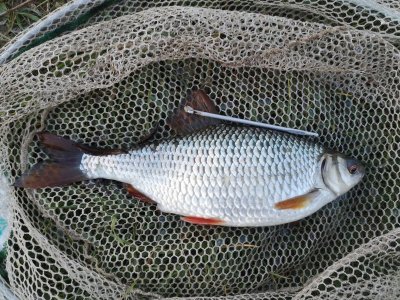 IMG_20220419_003347.jpg IMG_20220419_003347.jpg