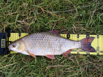 IMG_20220611_051540.jpg IMG_20220611_051540.jpg