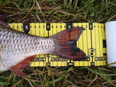 IMG_20220611_051531.jpg IMG_20220611_051531.jpg