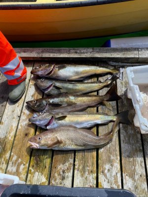 IMG-20220620-WA0002.jpg IMG-20220620-WA0002.jpg