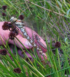 DSCN2636.JPG DSCN2636.JPG