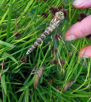 DSCN2640.JPG DSCN2640.JPG