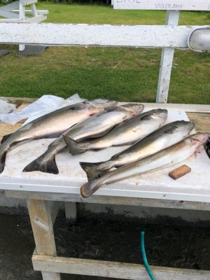 IMG-20220801-WA0037.jpg IMG-20220801-WA0037.jpg