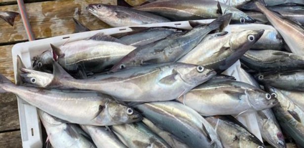 Screenshot_20220818-101527_Gallery.jpg Screenshot_20220818-101527_Gallery.jpg