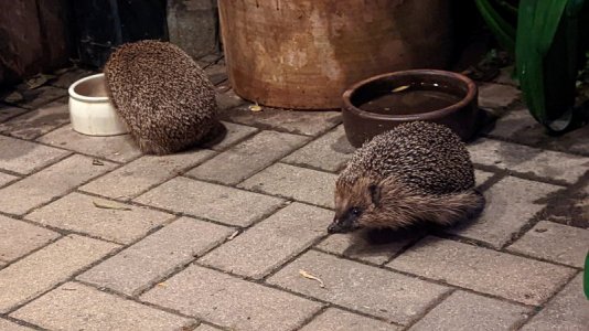 PXL_20220828_183405974.jpg PXL_20220828_183405974.jpg